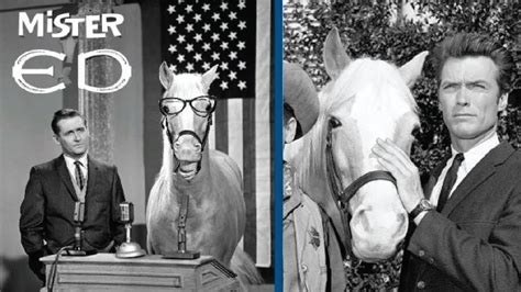 mr ed show|how did mr ed die.